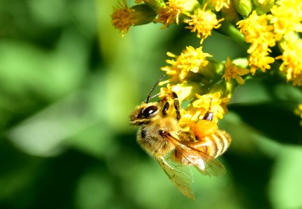 Honey bee along Bear River in Wyoming