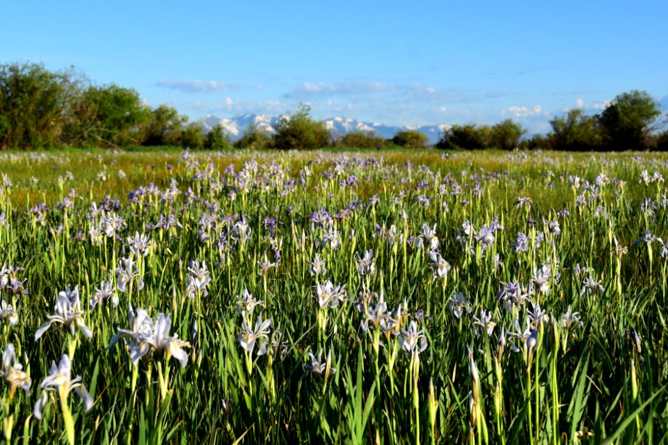 Rocky mountain iris (Iris missouriensis) at Arapaho National Wildlife Refuge