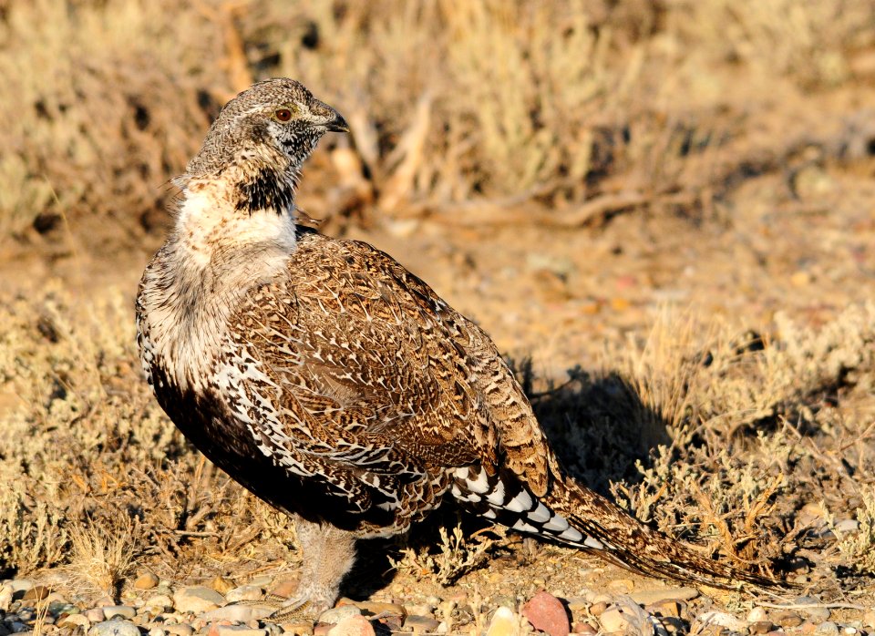 Greater sage-grouse at Seedskadee National Wildlife Refuge