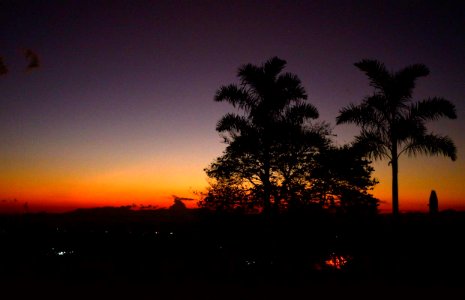 Palma ante el atardecer en Armenia, Quindío, Colombia. Palm tree at the sunset.