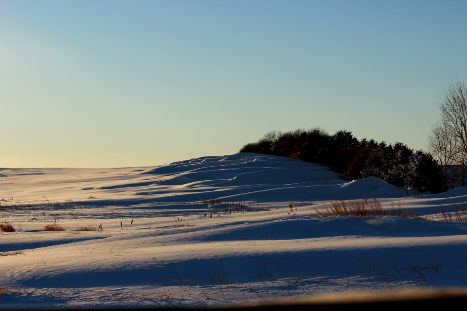 Living Snow Fences