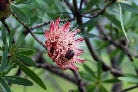 Protea and beetle