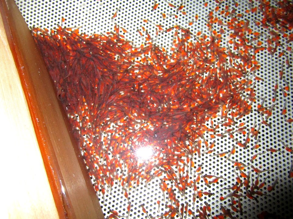 Cutthroat sac fry at Jackson National Fish Hatchery