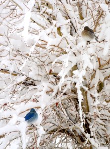 Mountain bluebirds in snow at Seedskadee National Wildlife Refuge