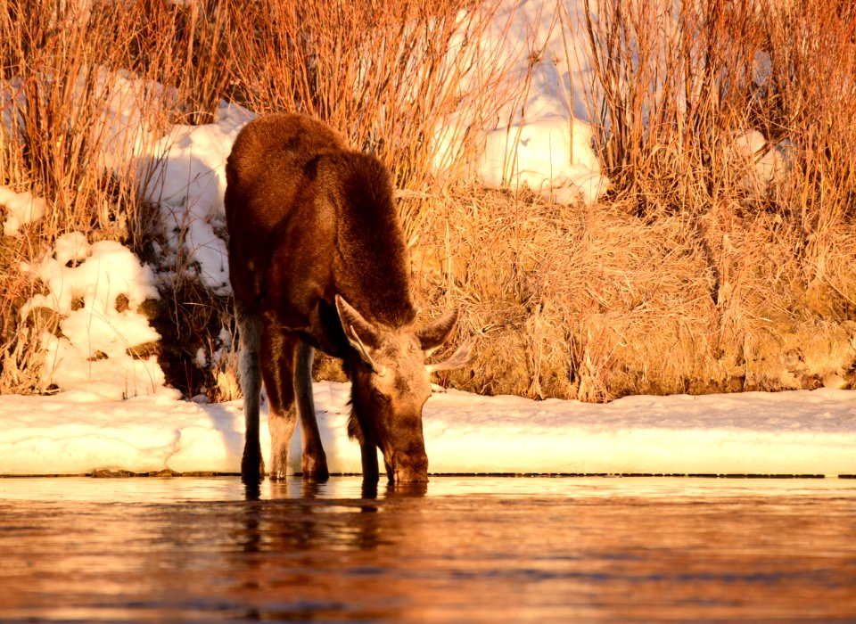 Moose at Seedskadee National Wildlife Refuge