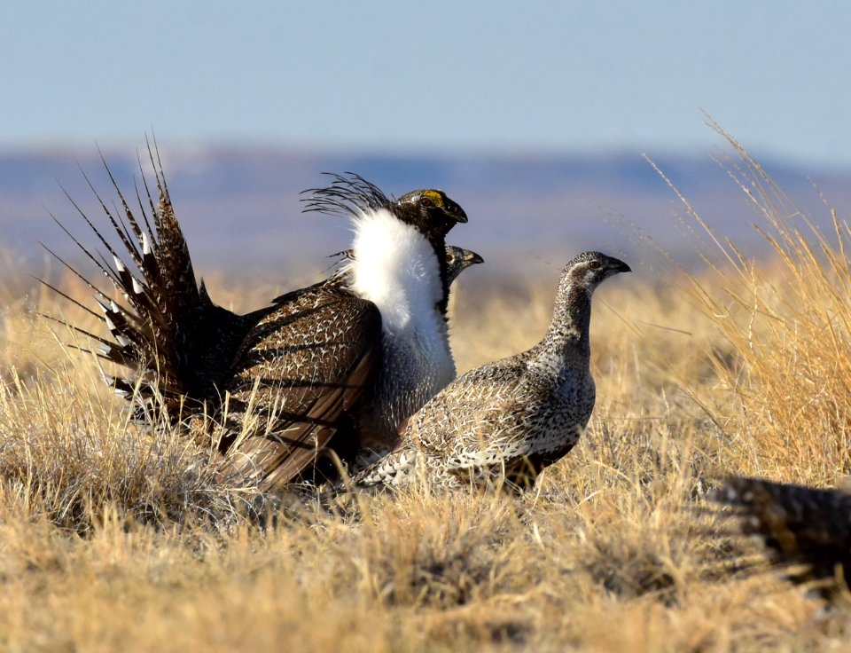Greater sage-grouse near Seedskadee National Wildlife Refuge