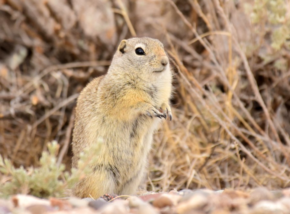 Wyoming ground squirrel at Seedskadee National Wildlife Refuge