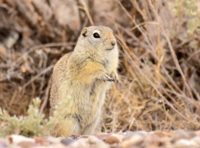 Wyoming ground squirrel at Seedskadee National Wildlife Refuge photo
