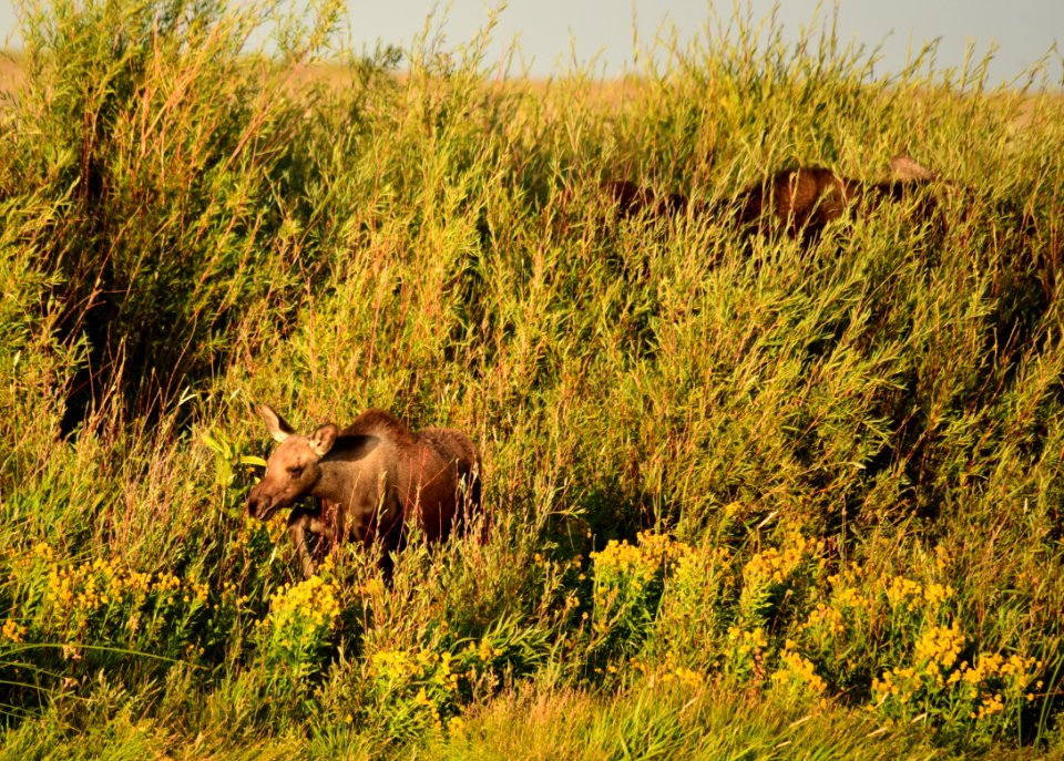 Moose on Seedskadee National Wildlife Refuge