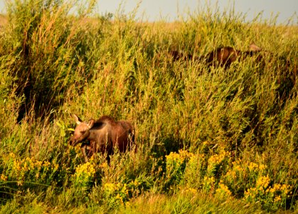 Moose on Seedskadee National Wildlife Refuge photo
