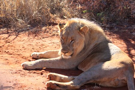 Safari wildlife brown lion photo