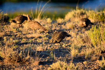 Greater sage-grouse at Seedskadee National Wildlife Refge