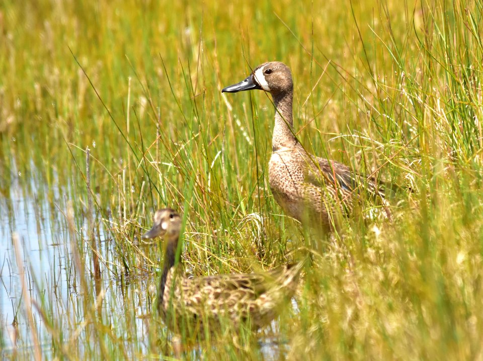 Blue-winged teal at Seedskadee National Wildlife Refuge