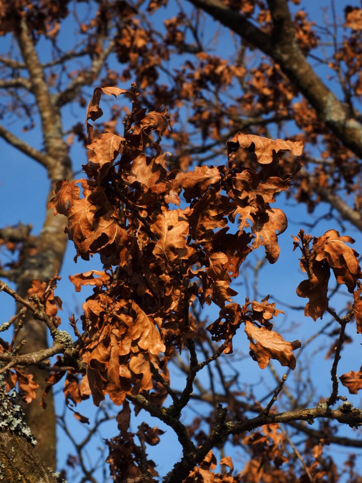 Leaves dry withered