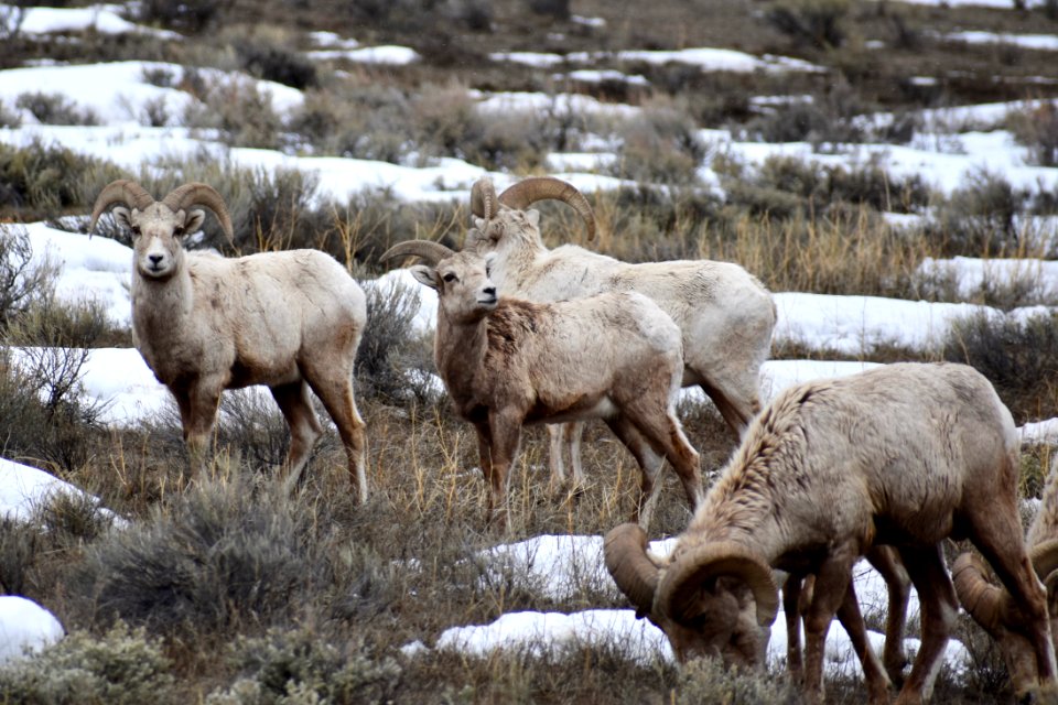 Bighorn Sheep Rams