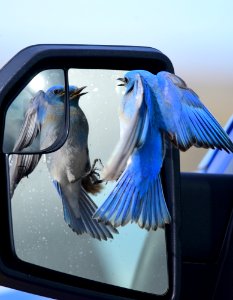 Mountain bluebird at Seedskadee National Wildlife Refuge