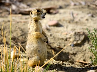 White-tailed prairie dog at Seedskadee National Wildlife Refuge