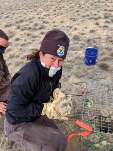 Prairie dog release