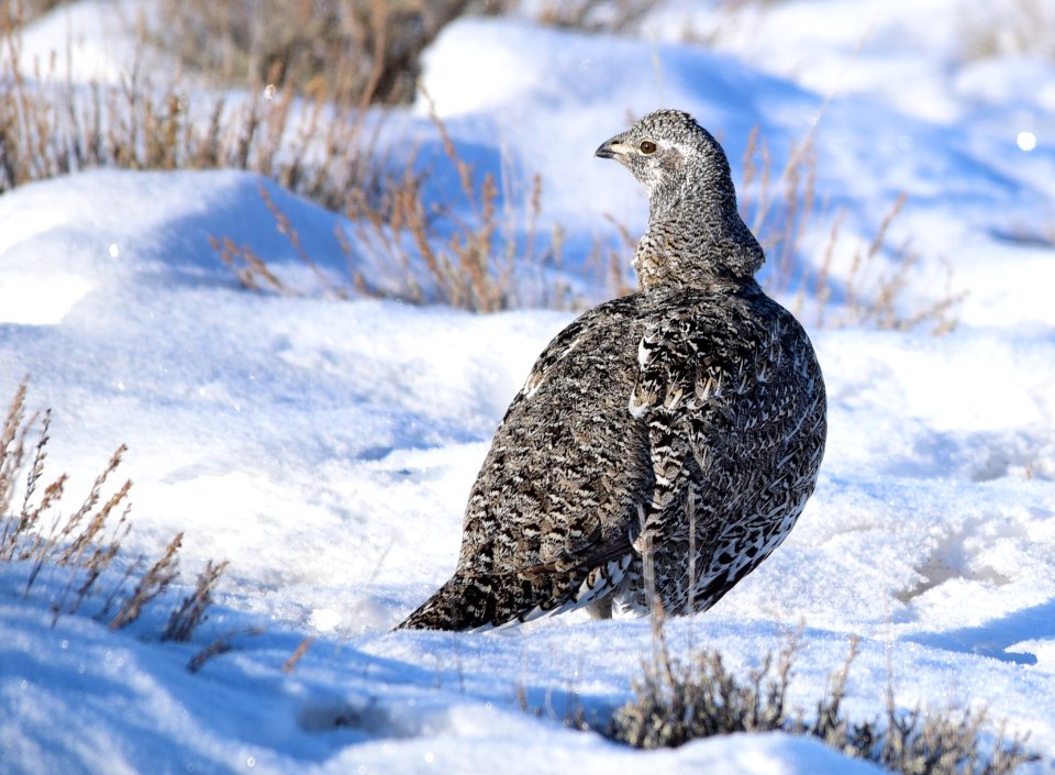 Greater sage-grouse on Seedskadee National Wildlife Refuge
