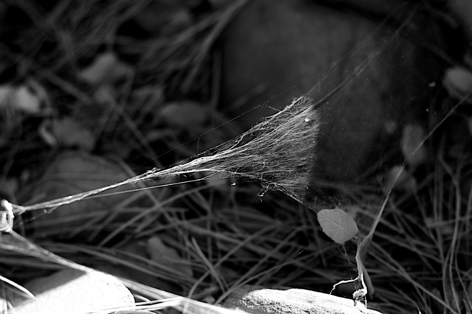 2014/365/184 Visible / Invisible Web