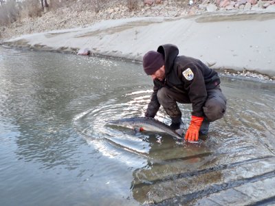 Releasing a Pallid Sturgeon