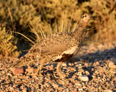 Greater sage-grouse at Seedskadee National Wildlife Refuge