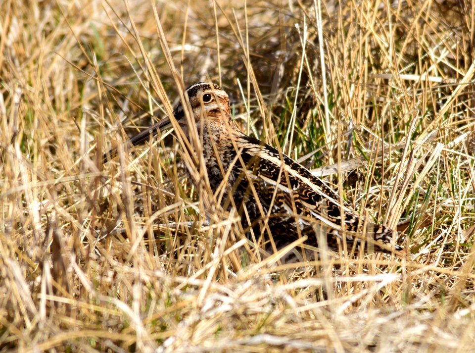Wilson's snipe at Seedskadee National Wildlife Refuge