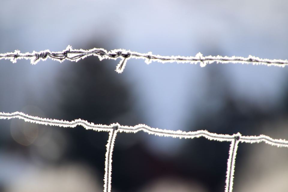 Frozen Mornings