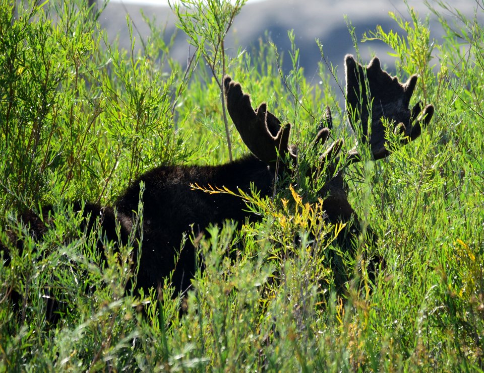 Moose at Seedskadee National Wildlife Refuge