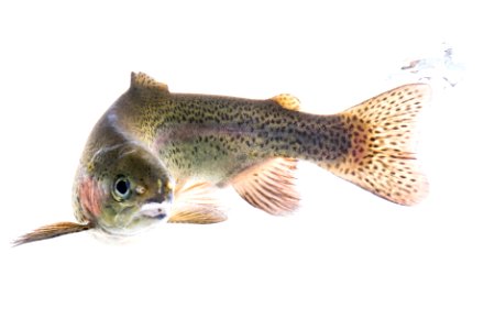 Rainbow trout swimming photo