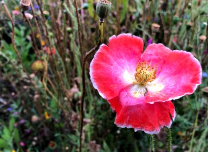 2019/365/268 Might Be One of the Last Poppies photo