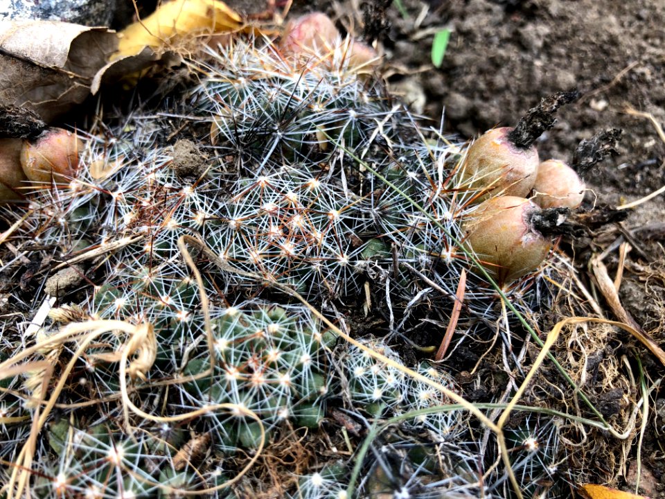 Cactus Pods