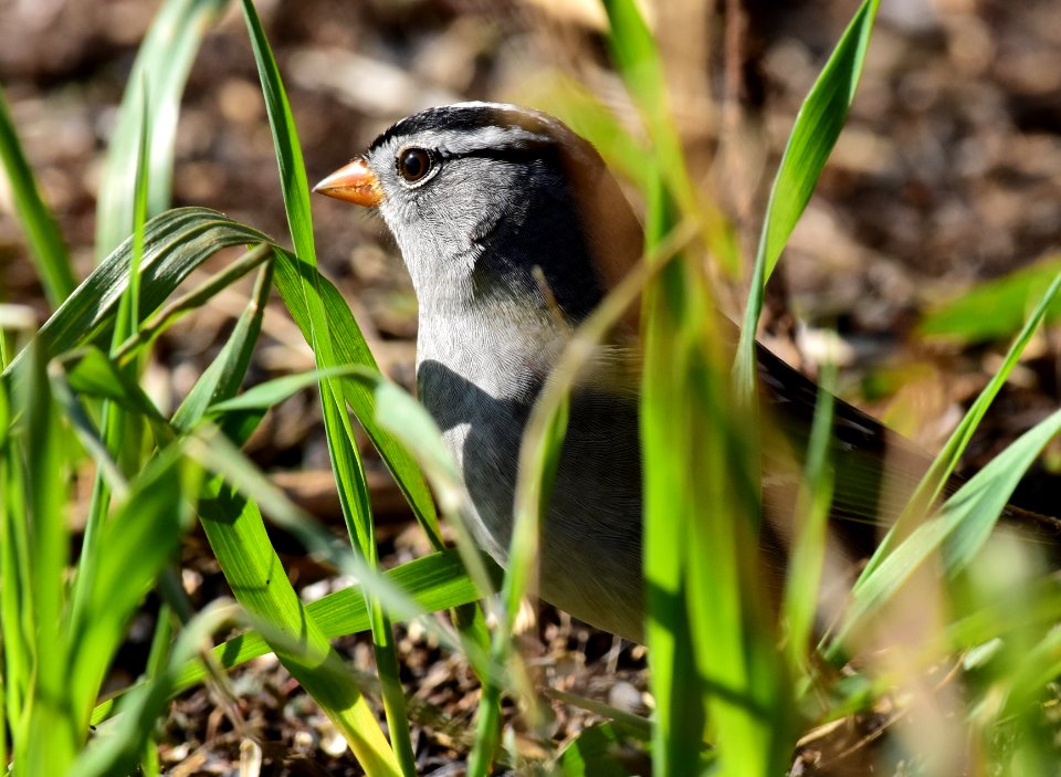 White-crowned sparrow