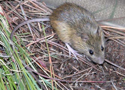 Preble's Meadow Jumping Mouse photo