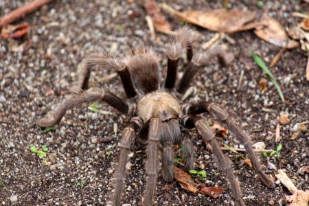 Bay Area Blond Tarantula