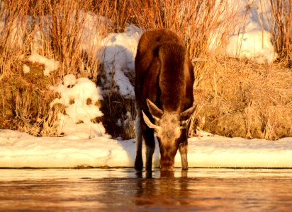 Moose at Seedskadee National Wildlife Refuge