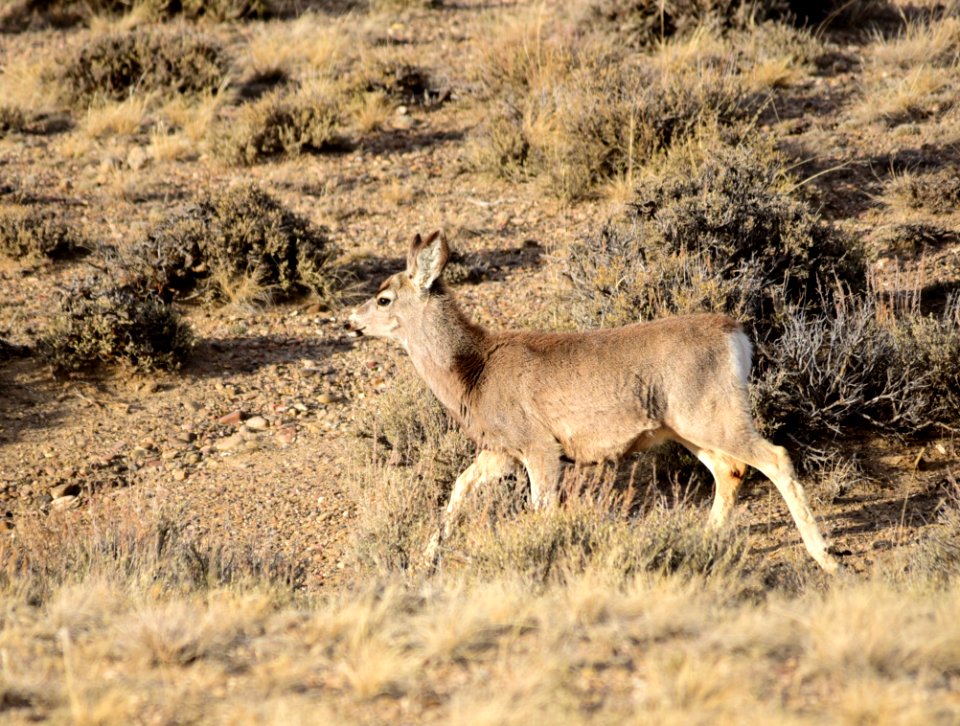 Mule deer at Seedskadee National Wildlife Refuge