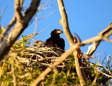 Bald eagle at Seedskadee National Wildlife Refuge photo