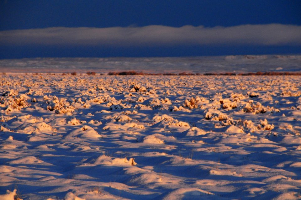 Sage steppe in winter at Seedskadee National Wildlife Refuge