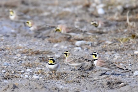 Horned Larks photo