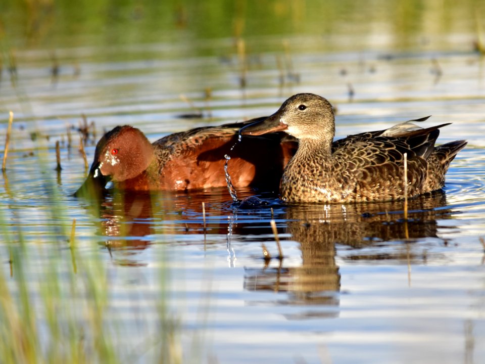 Cinnamon teal at Seedskadee National Wildlife Refuge
