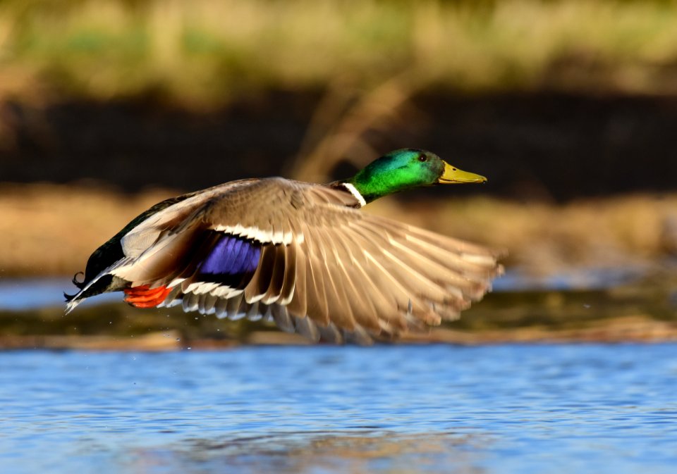 Mallard at LaCreek National Wildlife Refuge