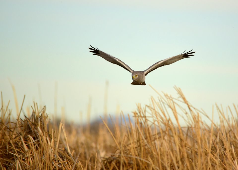 Northern harrier at Seedskadee National Wildlife Refuge