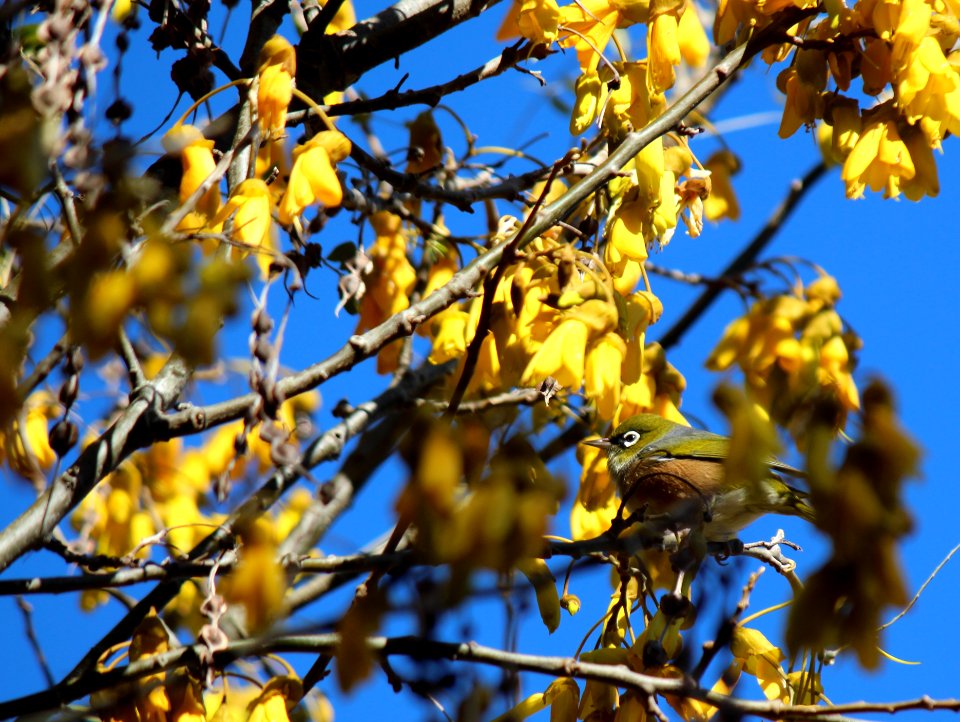 Tauhou enjoying the kōwhai in spring