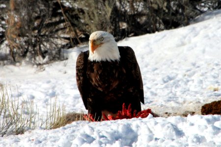 Bald Eagle