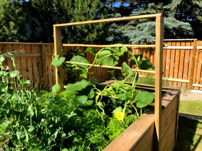 The Garden Squash Encouraged to Go Vertical photo