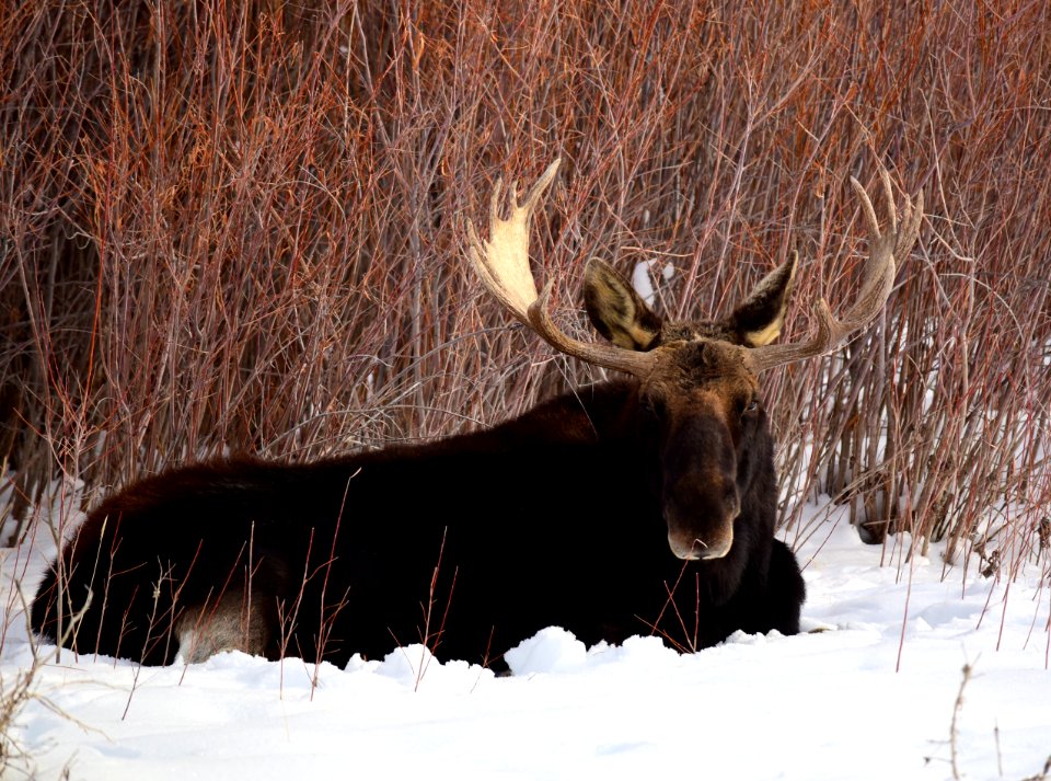 Moose at Seedskadee National Wildlife Refuge