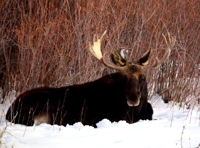 Moose at Seedskadee National Wildlife Refuge