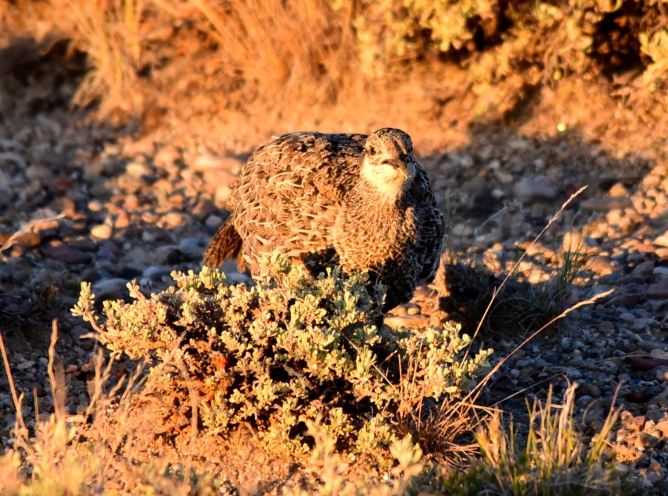 Greater sage-grouse at Seedskadee National Wildlife Refge