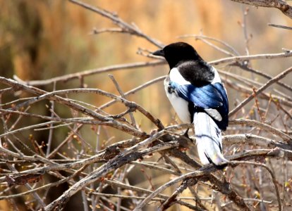 Black-billed magpie on Seedskadee National Wildlife Refuge photo